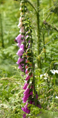Digitalis purpurea
