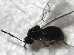 Leptopilina heterotoma