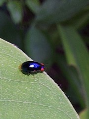 Spaniocelyphus palmi