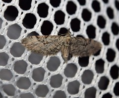 Eupithecia bolterii