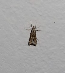 Diasemia monostigma