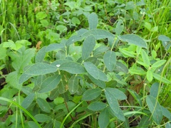 Lonicera villosa