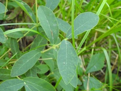 Lonicera villosa