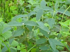 Lonicera villosa