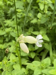 Silene vulgaris