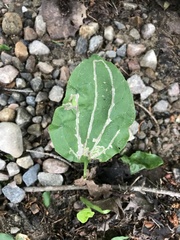 Phytomyza plantaginis