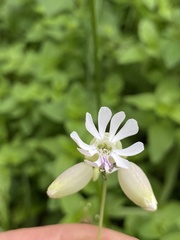 Silene vulgaris