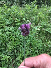 Allium