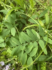 Galega