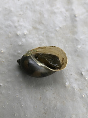 Ampullaceana balthica