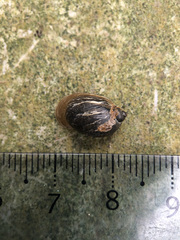 Ampullaceana balthica