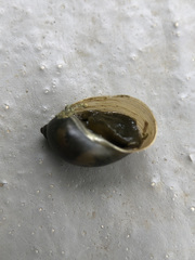 Ampullaceana balthica