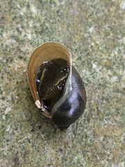 Ampullaceana balthica