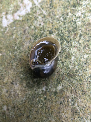 Ampullaceana balthica