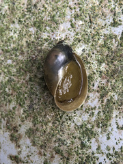 Ampullaceana balthica