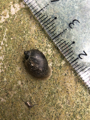 Ampullaceana balthica