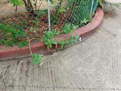 Calotropis