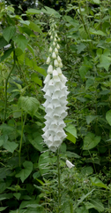 Digitalis purpurea