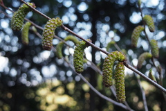 Alnus sieboldiana