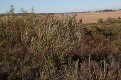 Leucadendron verticillatum