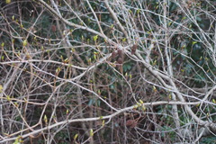 Alnus sieboldiana