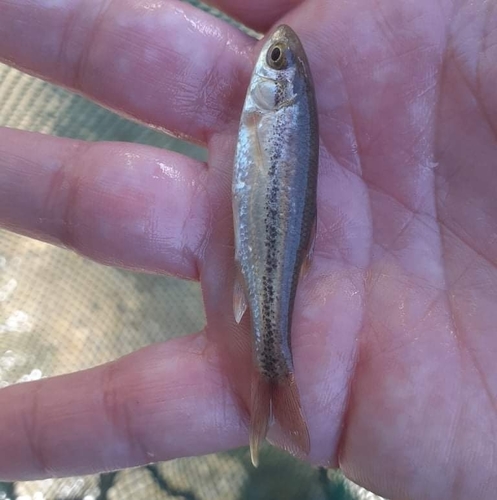 Epirus-dace (Telestes pleurobipunctatus) — Cyprinidae — 3