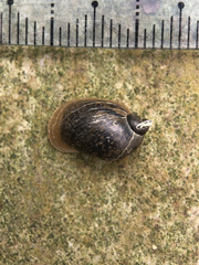 Ampullaceana balthica