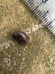 Ampullaceana balthica