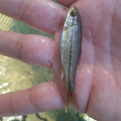 Telestes pleurobipunctatus