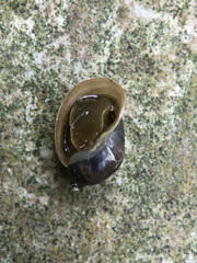 Ampullaceana balthica