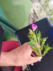 Epilobium hirsutum