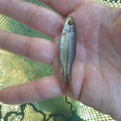 Telestes pleurobipunctatus