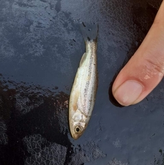 Telestes pleurobipunctatus