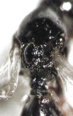 Leptopilina heterotoma