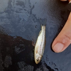 Telestes pleurobipunctatus