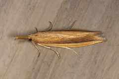 Donacaula albicostellus