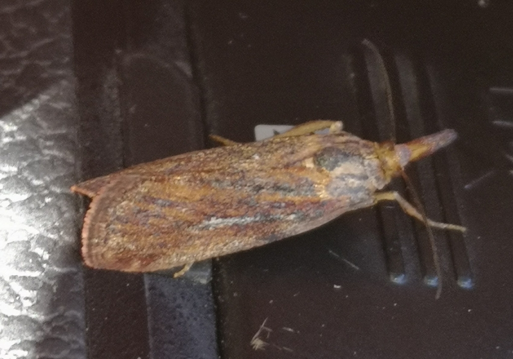 Hypochalcia lignella