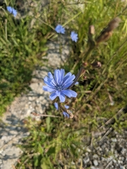 Cichorium intybus