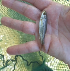 Telestes pleurobipunctatus