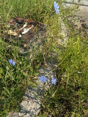 Cichorium intybus