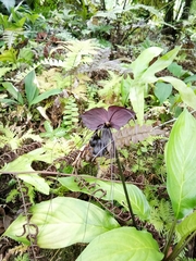 Tacca