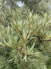 Hippophae
