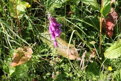 Digitalis purpurea
