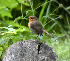 Erithacus rubecula