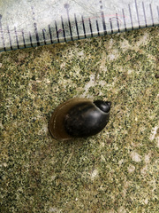 Ampullaceana balthica