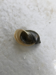 Ampullaceana balthica