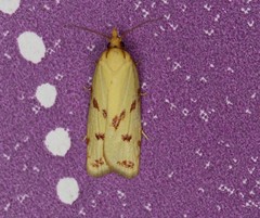 Sparganothis sulfureana