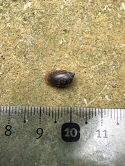 Ampullaceana balthica