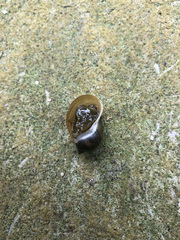 Ampullaceana balthica