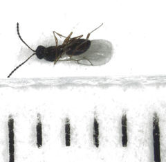 Leptopilina heterotoma